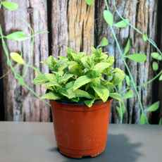 플러스컴퍼니 허브차 박하향, 단일옵션