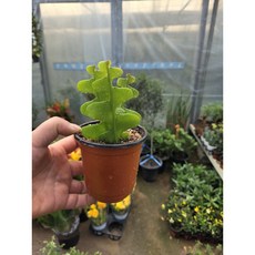 박씨농원 피쉬본 생선뼈 선인장, 0, 1개