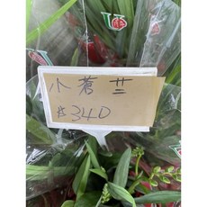 霏霏園藝 小香蘭 5吋盆栽, 1個