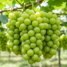 고당도 샤인머스켓 산지직송 당도선별 하루 20박스 한정박스, 1개, 가정용 2kg 4수