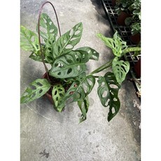 霏霏園藝 大葉洞洞蔓 5-6盆吊飾 植物 盆栽, 1個