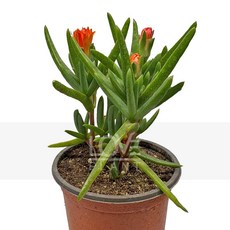 꽃사랑식물나라 목송엽국(주황색꽃) 람프란서스 지피식물 노지 사철채송화 다육, 1개