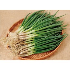 쪽파 1단(1kg) 흙쪽파 국내산, 1단, 1kg, 1개