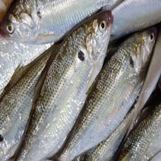 가을바람 고소한 자연산 가을전어 구이용, 1개, 3kg