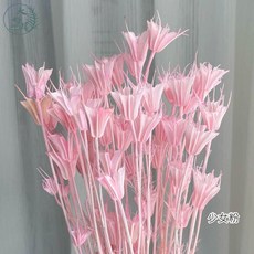 大好屋 木百合 乾燥花 一束50朵裝，適合玻璃花盅、花罩、盆花插花DIY, 八角【少女粉】大束裝