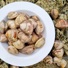 해감 조개 왕 백상합 동죽 참바지락 활바지락 1kg 개별포장, 1개, 백상합(대)1kg