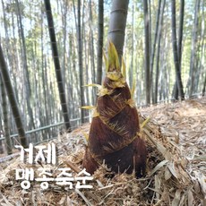거제 맹종죽순 삶은 햇 죽순 500g*4팩 2025년, 1개, 2kg