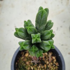 [수암다육] 피라미달리스 랜덤발송 Crassula pyramidalis 랜덤발송 다육 다육이 다육식물 523