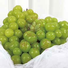 샤인머스켓 2kg 4수 혜명상점 탱글 명절선물 구정선물세트 추석선물세트 고당도