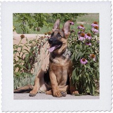 3dRose 12x12 인치 퀼트 스퀘어 저먼 셰퍼드 퍼피 PR, 12x12 inch quilt square, German Shepherd Puppy/ Pr.
