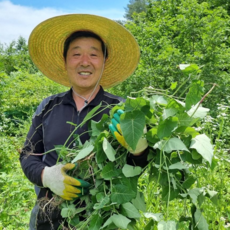 자연인부부 야생 박주가리 (건조) 오지 마을에서 직접채취, 1개, 200g