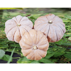 국내산 늙은호박, 1개, 2kg