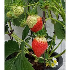 딸기20 - 딸기 향이 좋아요, 1개