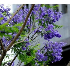 霏霏園藝 嫁接藍花楹 6吋美植盆栽
