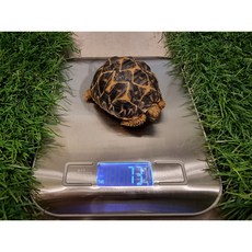 파충류 육지거북 전자저울 계량저울 실버색 (1KG)