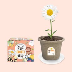 오늘도새싹 식물키우기 데이지 미니화분