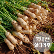 [초특가할인] 알타리무 알타리 무우 총각무, 1개, 알타리 총각무 10kg