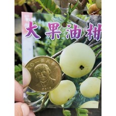 掛果大果油柑嫁接苗一棵700，陽台盆栽果樹，體驗種植樂趣，品嚐獨特風味油柑果實, 黃色