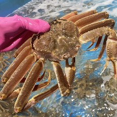 자숙대게 대게찜 러시아 자숙 마가단 대게 찜 3kg 2-3미, B급 3kg(2-3미), 1