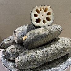 국내산 햇 연근 흙 숫연근 암연근 반찬용 튀김용, 2kg, 특품 (암연근), 1개, 2kg