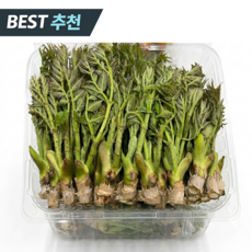 [한정특가] 국내산 노지 참두릅 산지직송, 1박스, 500g