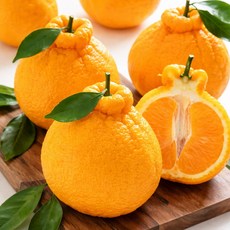 [100박스한정] 제주 고당도 한라봉 초특가, 1개, 5kg 혼합과