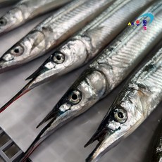 -60도 횟감 동해 학꽁치(대) 3kg(30-40미) 냉동 학꽁치회 원물 횟감 안되면 반품가능, 1박스, 3kg