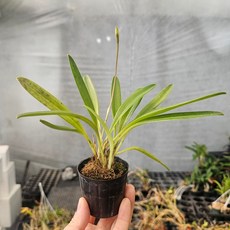 마스테발리아 오렌지색꽃 난초 서양란 스마일화훼유통, 1개