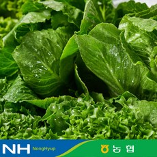 [동김제농협] 유러피안샐러드 1kg 4종 버터헤드 프릴아이스 로메인 등 6종 중 4종 랜덤발송, 1개