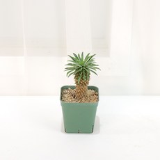 갑조네 괴마옥 예쁜 다육이식물 실내 인테리어 식물, 단일, 1개