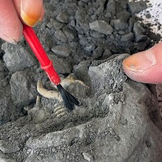 초등 어린이 공룡 화석 발굴 장난감 키트