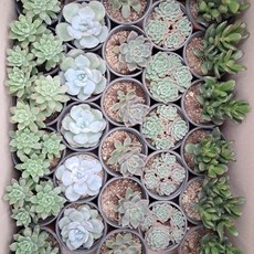 다육이 선인장 다육과 식물 소품 10CM 포트 그린식물팜, 1개