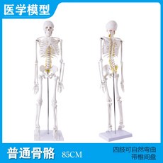 해부학 인체 해골 골격 모형 전신 관절 두개골 인대, 1세트, C.85cm 해골(추간판 포함)