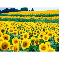 모모픽스페인팅 DIY명화그리기 60x75cm, WP10 해바라기 꽃밭