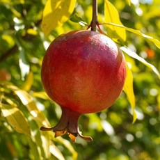 직수입 제철 생 석류 대과 생과, 1개, 생 석류 대과 2.5kg (5~6과)