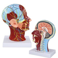 뇌 신경 혈관 미용 실습 구조 모형 실물 안면 과학실 해부학 교육용 모델