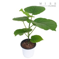 꽃집아가씨 중형화분 휘커스 움베르타 화분지름 15cm, 1개