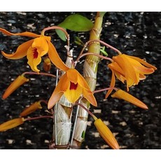 [신라난농원]덴드로비움.찬다분.석곡.굴피부착용.아주좋은향(노랑주황색의 갈색립프).여성스러운꽃.인테리어효과.인기상품.상태좋음.고급종.필독뒷사진참고, 1개