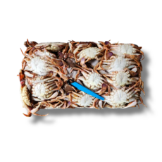 선동 황게 도매 업소용 11kg 선동 깨다시 꽃게 금게 방게 불게, 7단 (70~90미 내외), 1개