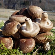 [못난이*핵가성비]초특가 산지직송국내산 송화버섯 가정용, 1세트, 1kg 못난이