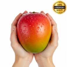 [100% 산지직송] 애플망고 고당도 프리미엄 특등급, 1박스, 2kg(5~6입)