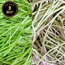 국내산 산지직송 깐 고구마 줄기 생 고구마순 손질 제철 나물, 1개, 500g, 500ml