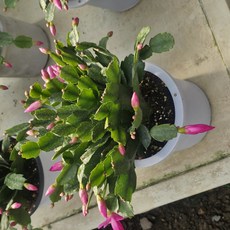 식물교감 황금 게발선인장 중품, 분홍