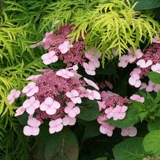 산수국 별 수국 개화주 꽃 나무 묘목 모종 포트묘, 1개, 산수국 모종 포트묘