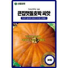 산들마켓 큰집맷돌호박 씨앗 30립 착과 좋고 과육이 두터운 교배종 국내산 고급 품종, 1개