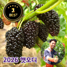 산지직송 햇 과상2호 오디 급냉 뽕나무 열매 고당도 국내산 특산품, 1개, 1kg (특품)