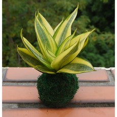 花樣渼栽盆栽生活館 苔球(免盆)哈尼虎尾蘭 黃金短葉虎尾蘭 室內植物 療癒小物 辦公室小物, 1個, 原色球體, 原色球體