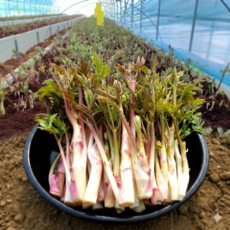 [26년첫수확+최상급원물]국내산 땅두릅 산지직송, 1개, 500g