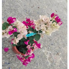 光輝九重葛/三角梅 7吋粗根盆栽 特殊品種 樹枝苗含盆 植栽盆栽, 1個