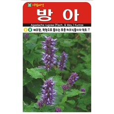 아람종묘 방아 씨앗 1000립, 1개 1개